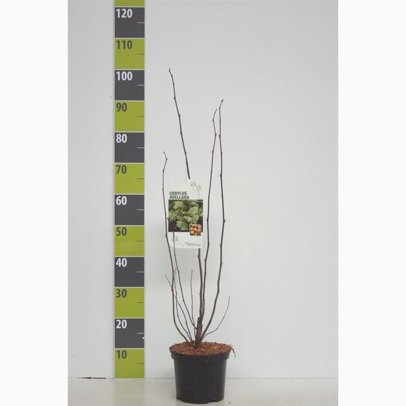 Hassel – Corylus avellana - C3 40-60 CM